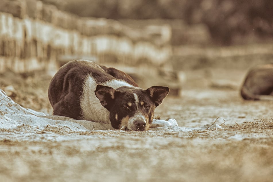 Dogs deserve a lot of attention and care when they are in pain.
