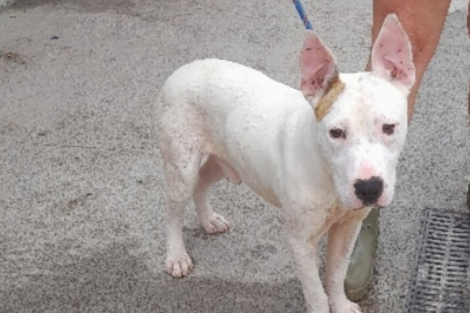 Dog waits over 450 days in shelter: "He is a bundle of love and nobody wants him"