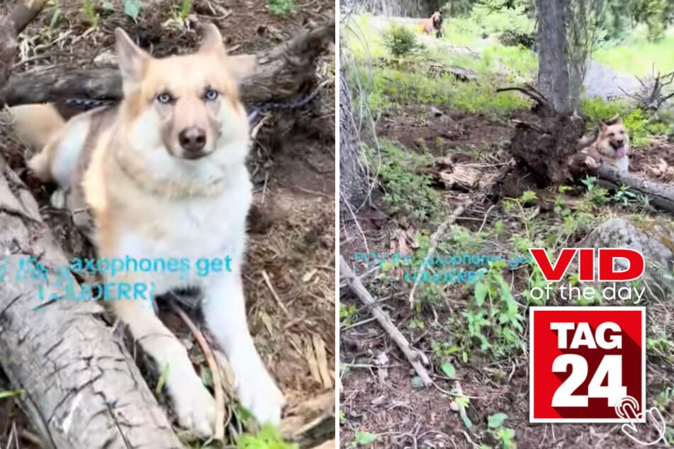 This woman trying to free her tangled dog got the shock of her life when she realized a huge bear was standing right behind him!