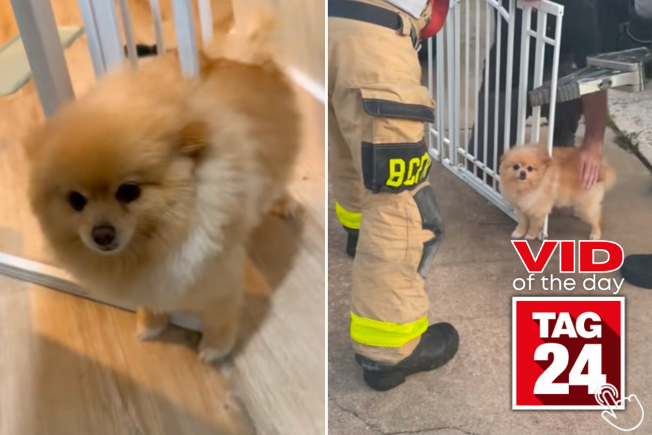 This Pomeranian got so stuck in a gate that his owner had to call 911.