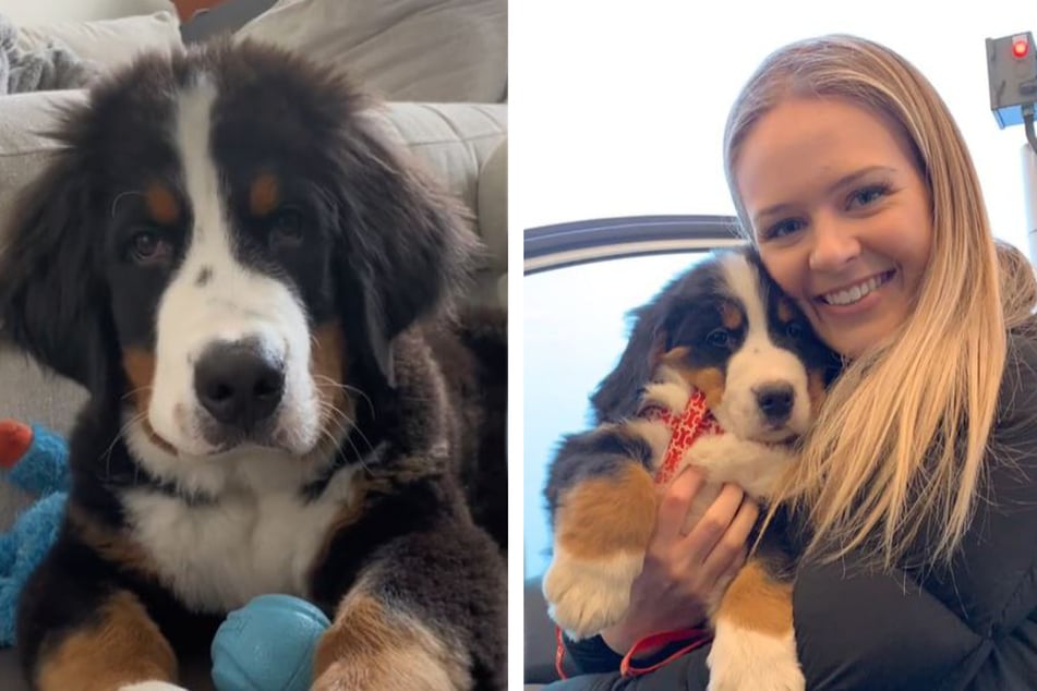 Bernese mountain dog pulls a fast one on its owners, but they're here for the love!