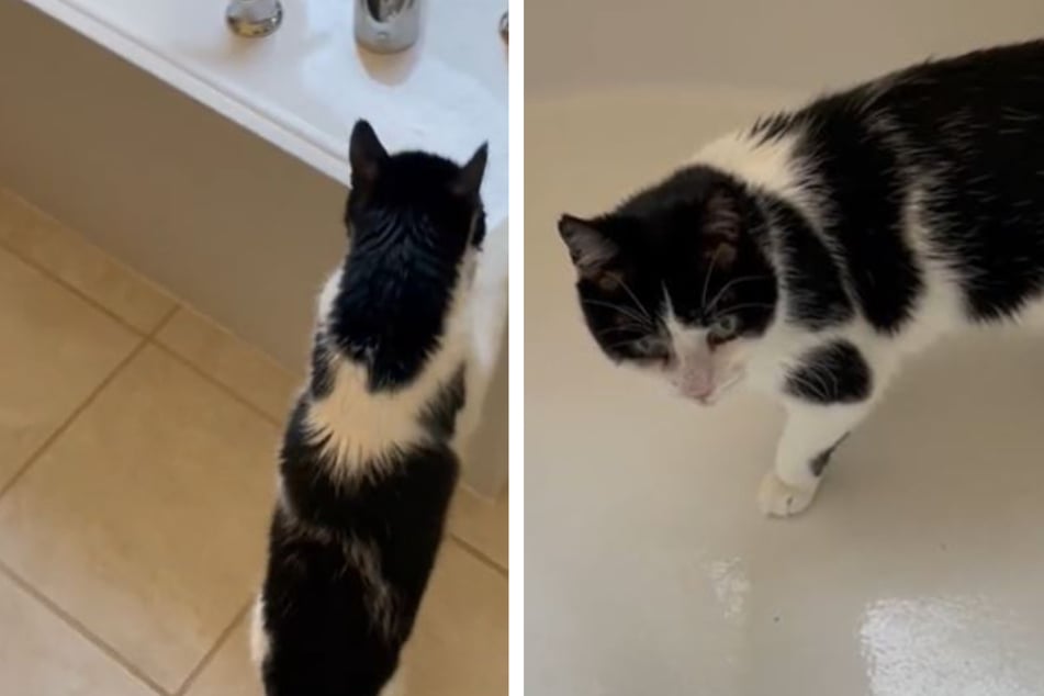 This old cat's morning ritual has TikTokers giggling
