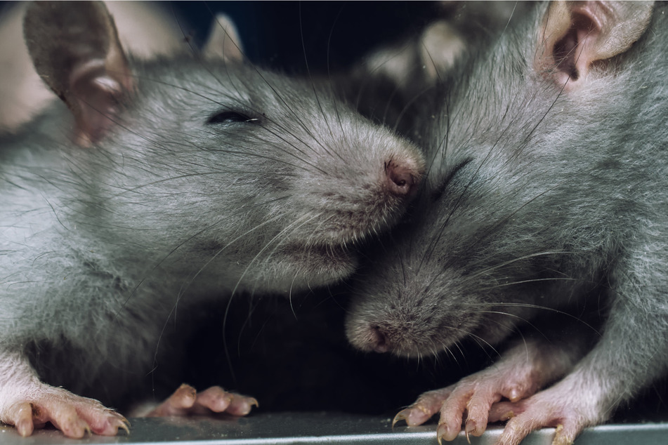 Rats are giving a Liverpool man a hard time (stock image).
