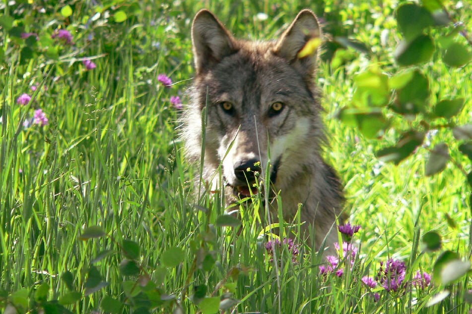An undated picture provided by the Montana Fish, Wildlife and Parks shows a gray wolf at an undisclosed location.