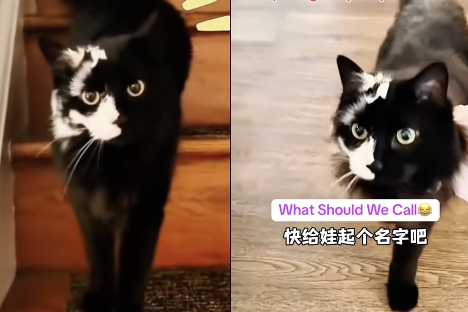 The mixture of differently colored cat parents produced this unique coat coloration in their baby.