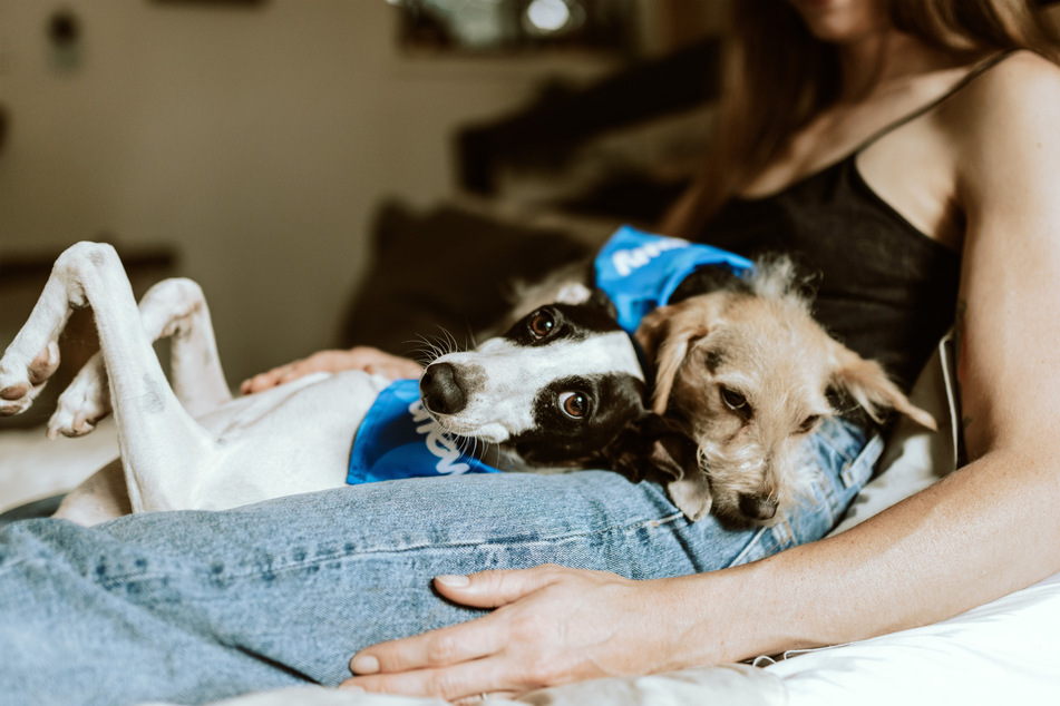 Dogs love to sleep with their human, but it's important to set clear boundaries.