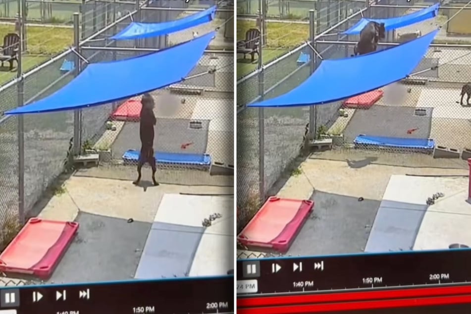 The video captured by the surveillance camera clearly shows the escape tricks of a rescue dog named Bay.