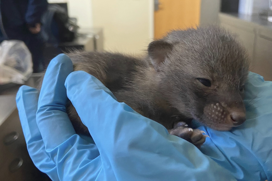 Baby animal's species throws rescuers for a loop!