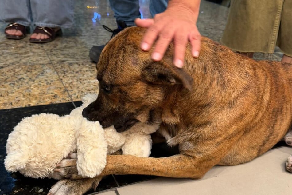 Customers who were previously strangers pooled money to buy the dog the toy.