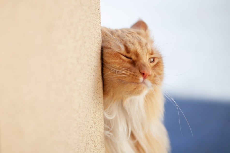 Cats love to rub against things, but the reason behind it is more complex than you'd expect.