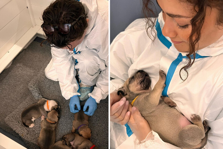 Zendaya and Tom Holland cuddle with adorable puppies at animal rescue center
