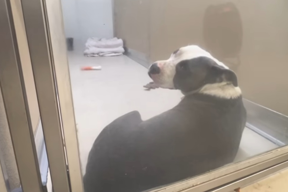 Homer the dog looks completely dejected in his temporary shelter home.