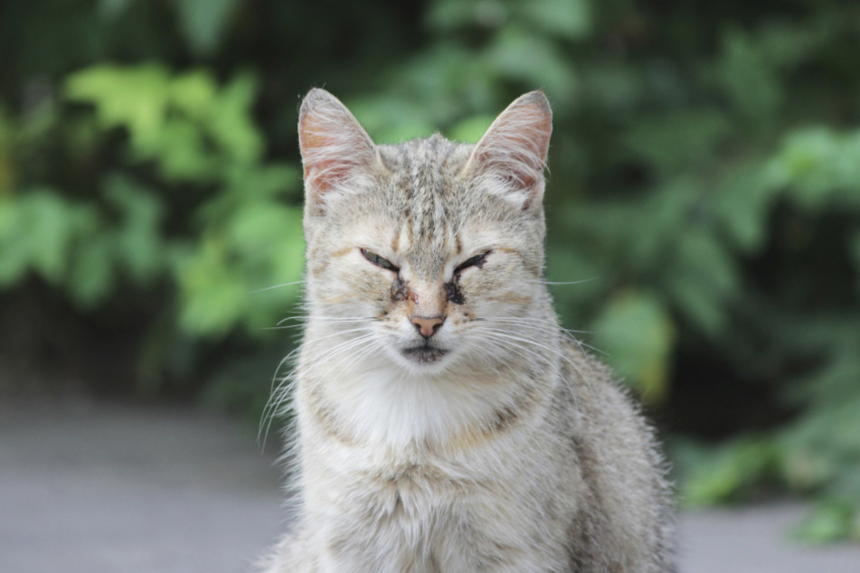There are a variety of health issues that can cause watery eyes in cats.