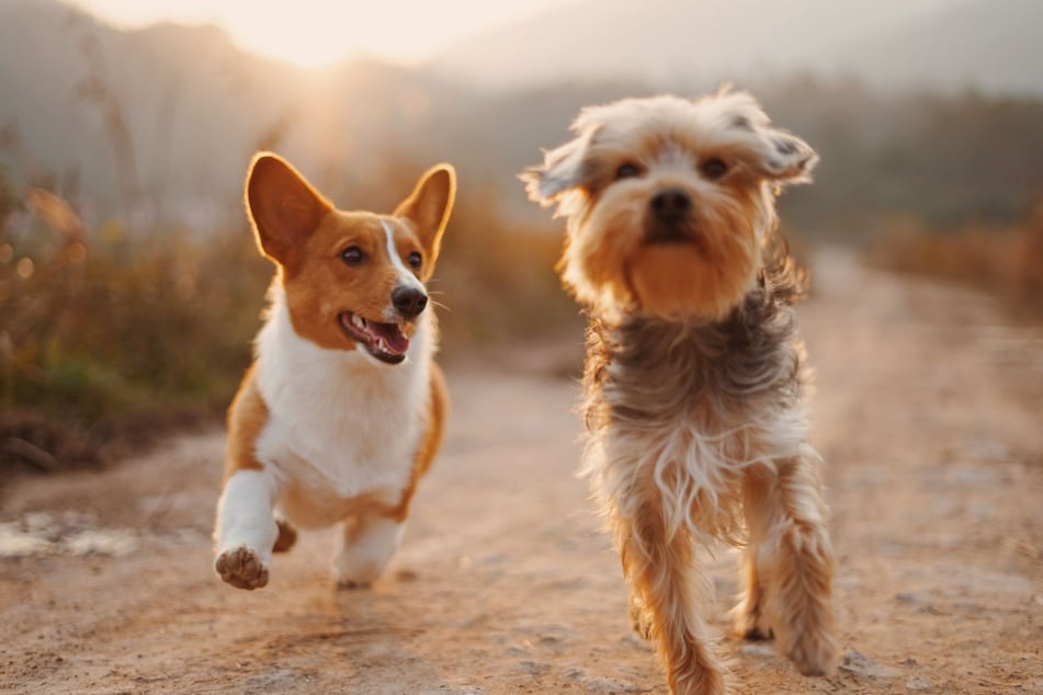 What is the latest in Dog News? © Unsplash/Alvan Nee