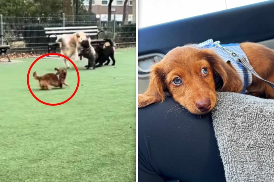 Eager Dachshund struggles to make friends at dog park in heartbreaking clip