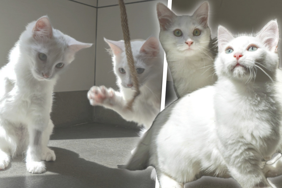 Rescue kittens share an unbreakable bond thanks to a twist of fate!