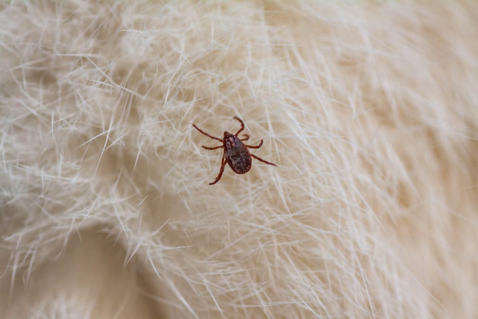 Ticks are hard to find as they are tiny and hide in your cat's fur.