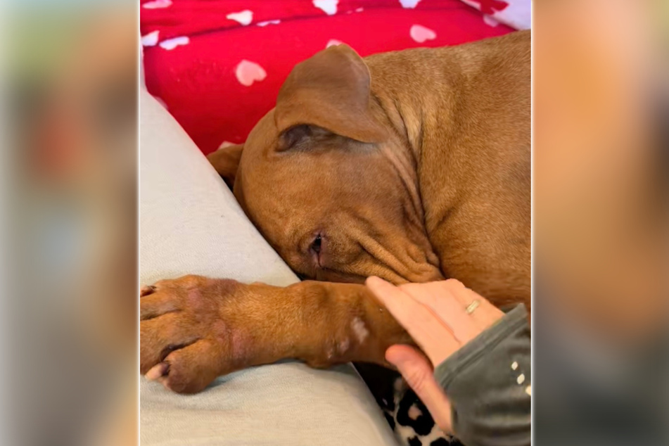 When she arrived at her foster home, Concha the dog finally felt safe.