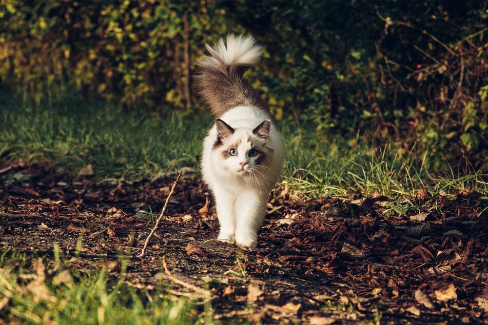 Ragdolls are wonderful, giant cats, with a big soul and a naughty temperament.
