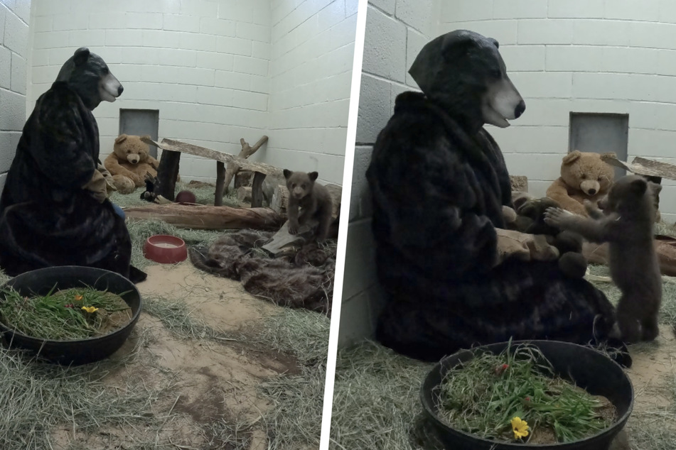 These bear-ents look a little different, but as long as they play with the cub, he doesn't care much.