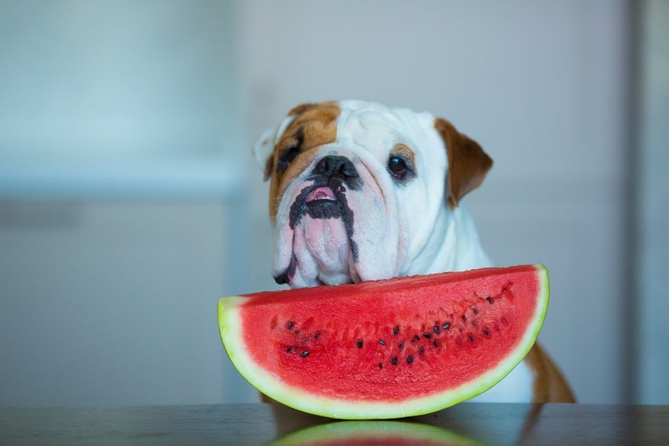 Although watermelon is healthy, dogs should not eat too much of it.