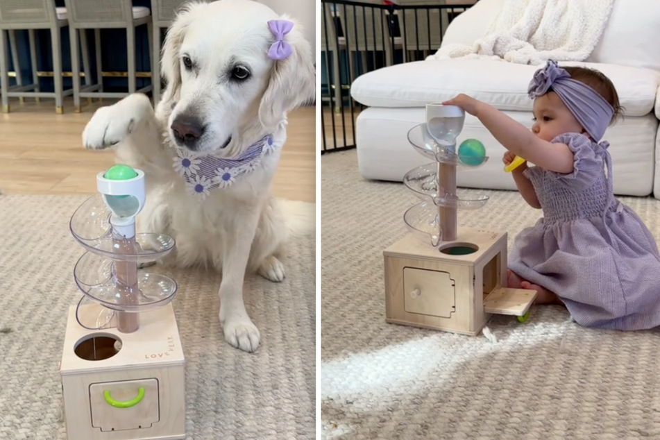 Both the baby and the dog passed the slide test with flying colors.