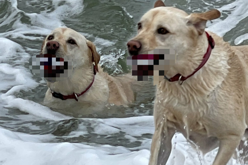 Creepy or funny? An ingenious toy gives this dog a wild look