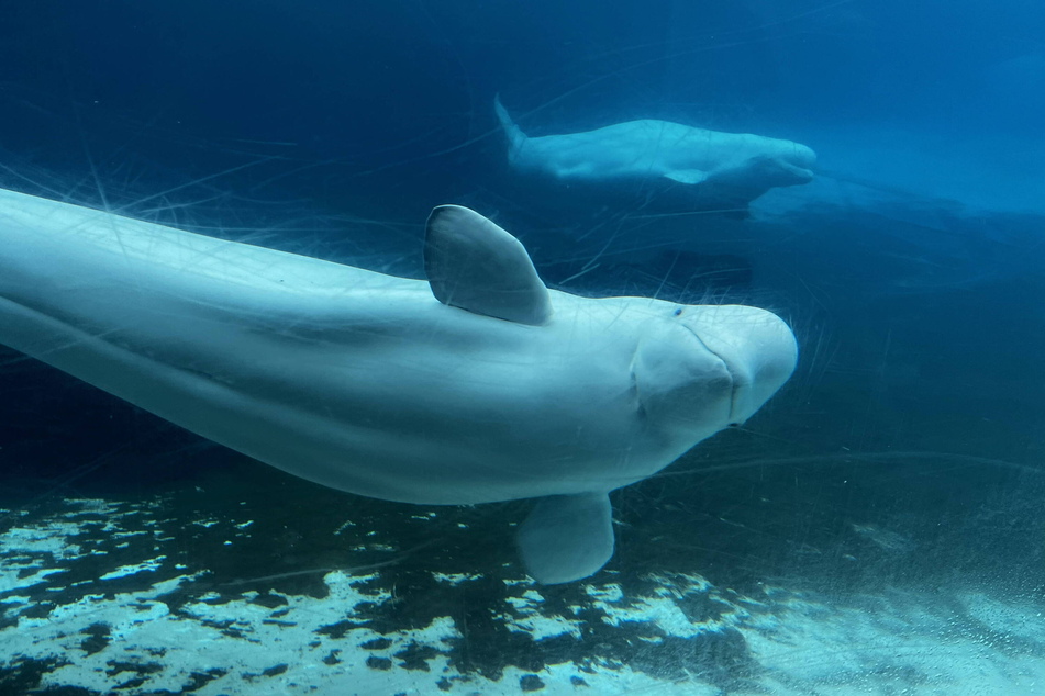 Canadian theme park threatens to kill dozens of beluga whales in shocking ultimatum