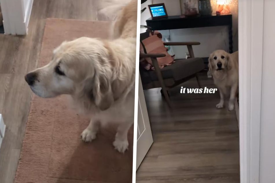 Sassy Golden Retriever thinks her mom "ruined her life" – here's why!