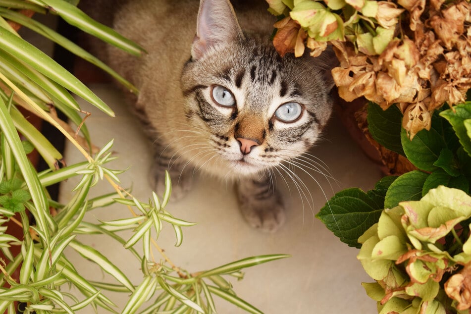 Cat hairballs are extremely unpleasant, but also extremely common.