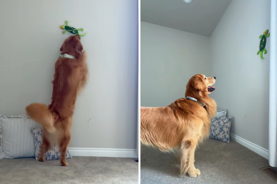 Silly dogs "hunt" electronic wall-climbing lizard toy in adorable video