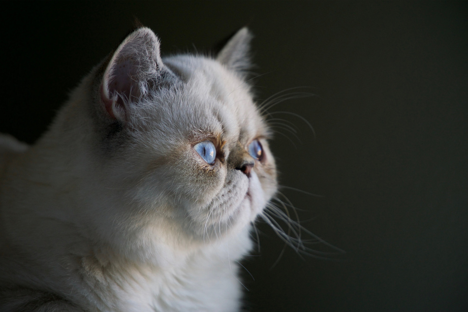There aren't many things you can do if your cat hates being touched.