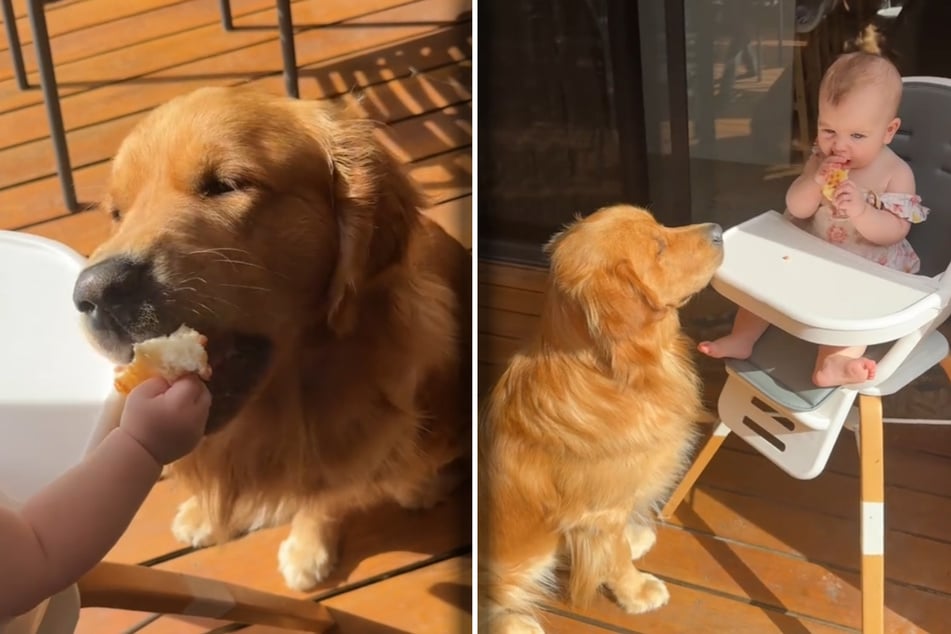 In the end, the dog and the baby share the food.
