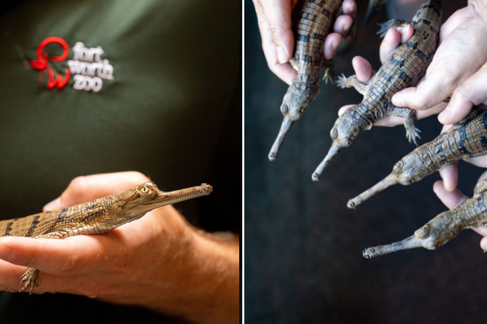 Texas zoo announces "groundbreaking births" of endangered crocodiles