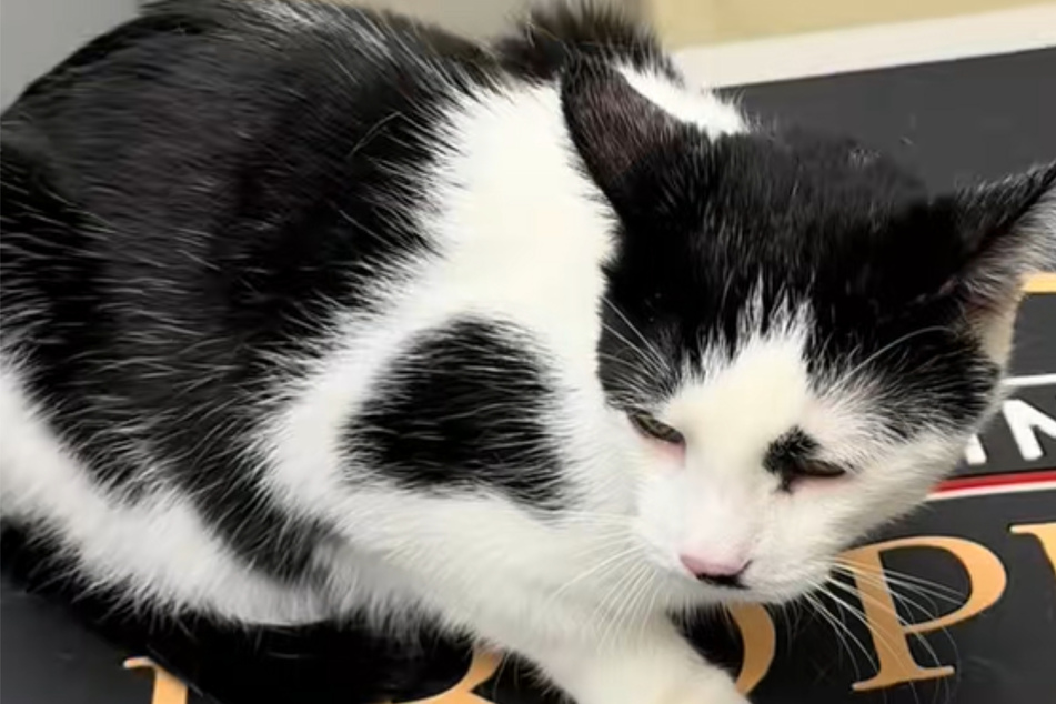 Charlie the cat arrived safely for his vet visit – but he wasn't alone!