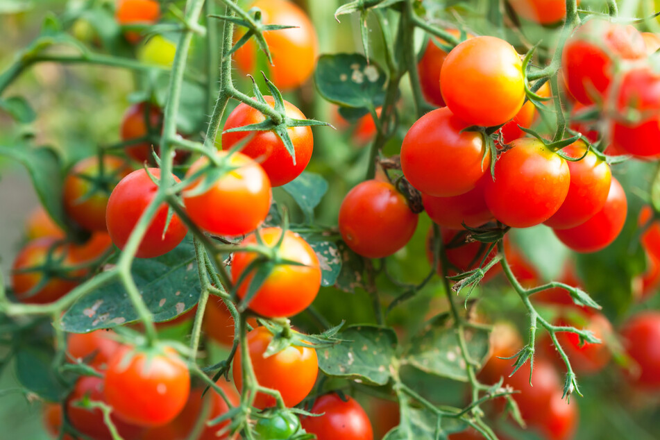 Farmers don't need to worry about ground conditions, growing seasons, or fighting pests with indoor vertical farming. (Stock image).