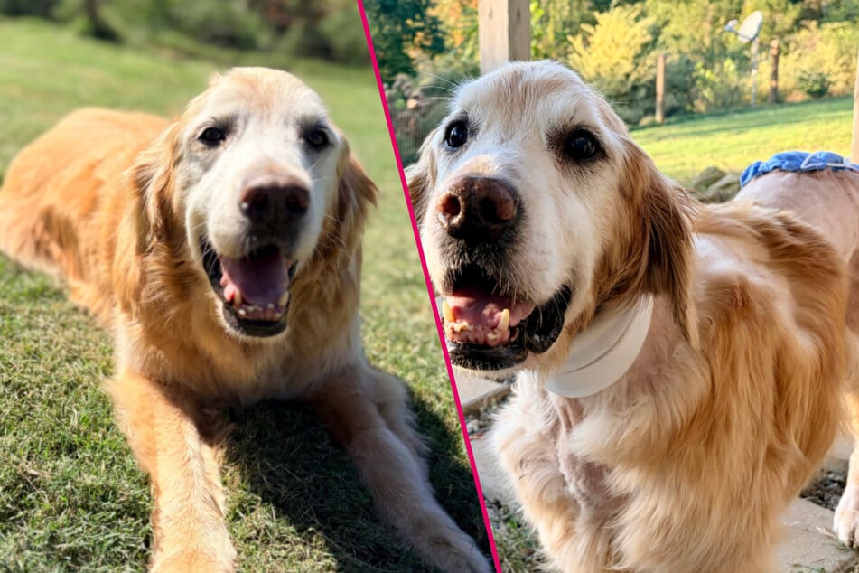 Senior golden retriever survives vicious coyote attack after 800-acre escape: "Keep healing"