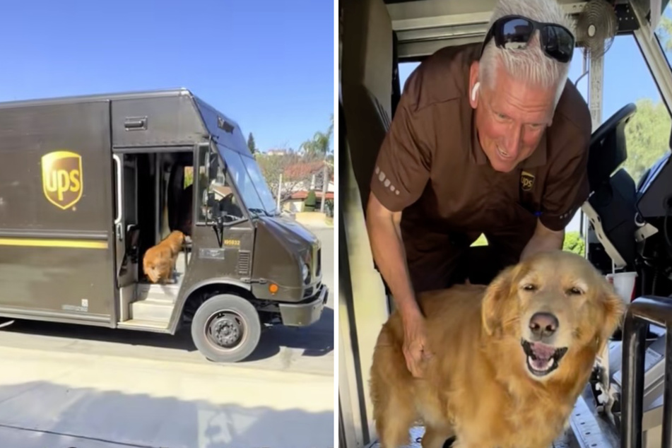 Golden retriever loves the UPS man – but then comes heartbreak: "We didn't know this was goodbye"