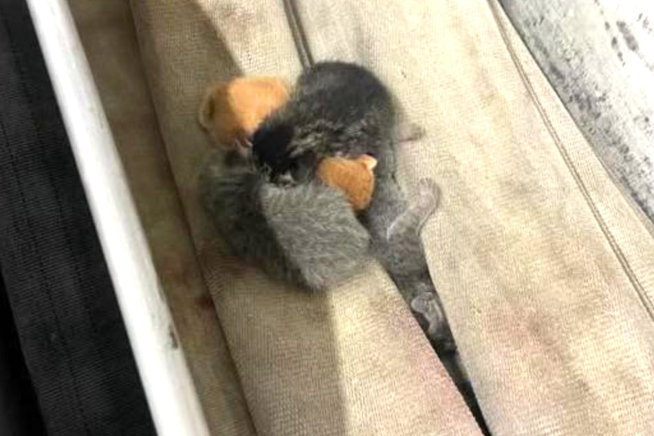 South Carolina firefighters found a litter of kittens in their fire truck!