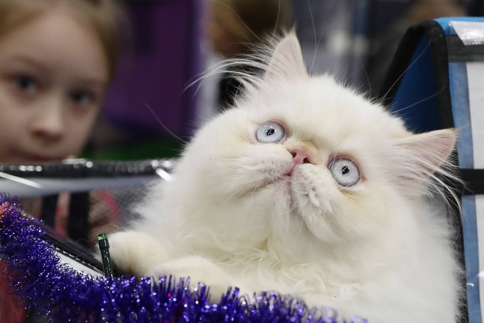 Himalayan cats can get outrageously chunky!