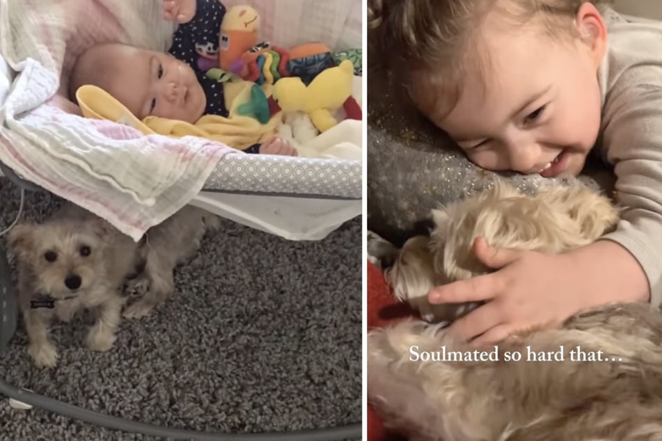 What family dog does after disabled little girl's death breaks her mother's heart