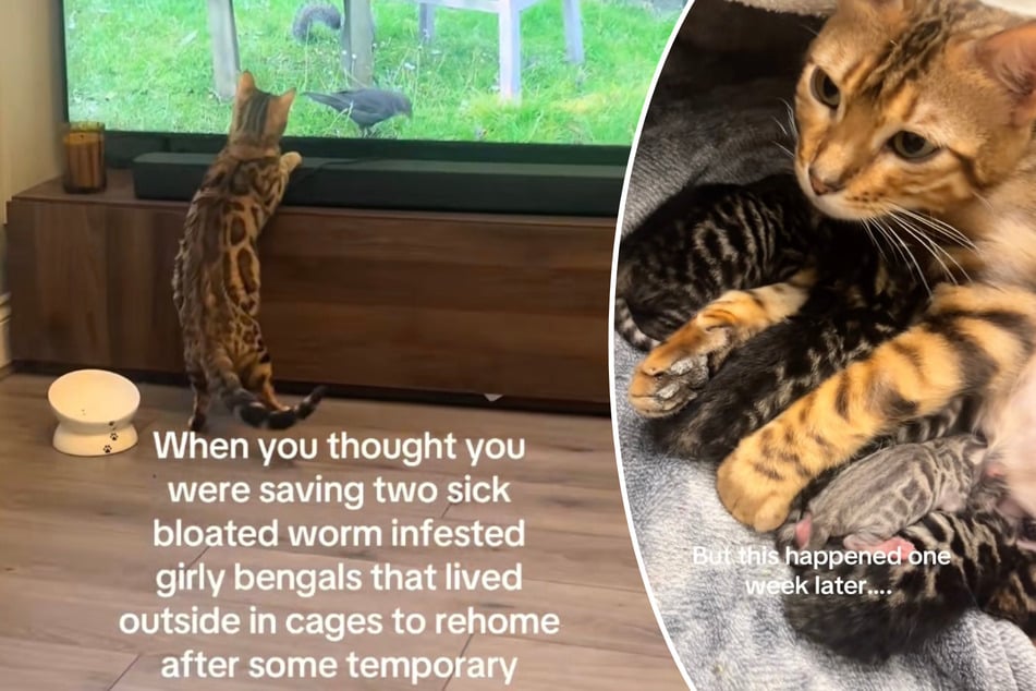 Cats rescued from horrific breeder conditions: the next shock follows shortly after