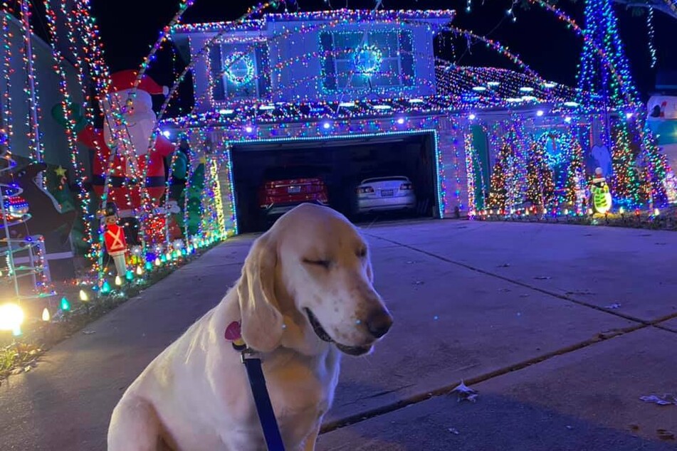 All proceeds from the light show go to a local dog rescue organization.