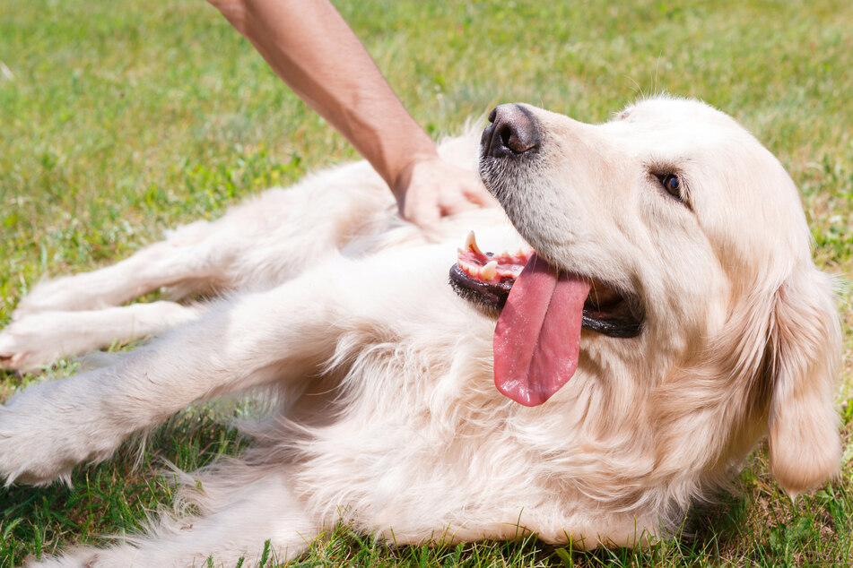 Dog petting: Where do dogs like to be pet?