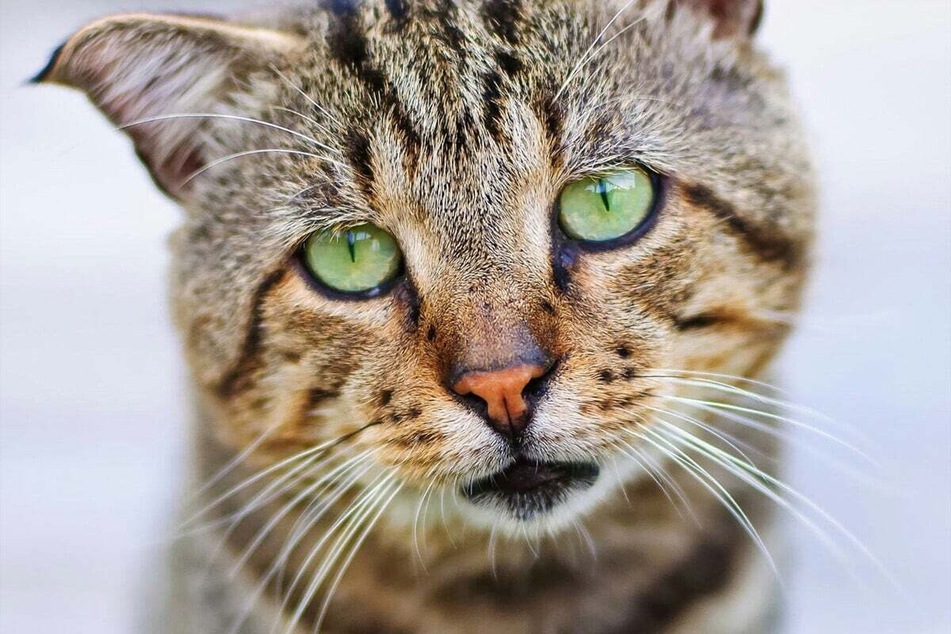 There is a difference between a cat that is simply a bit sad, and one that is depressed.
