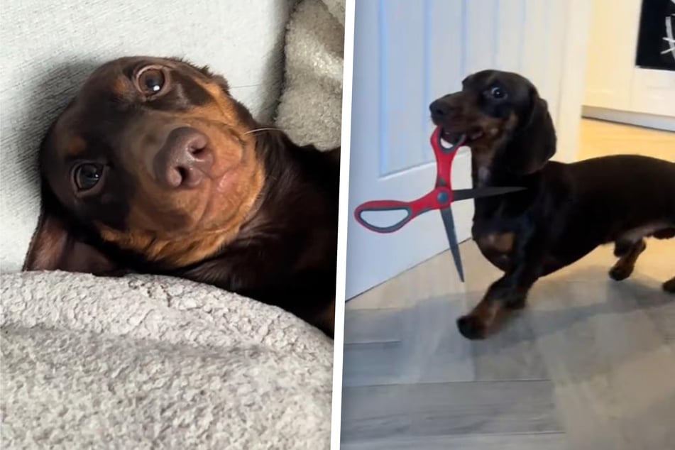 Life with a Dachshund dog in the house is rarely boring!