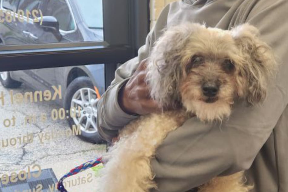 Beloved dog goes missing for 10 years – then his owner gets some incredible news!