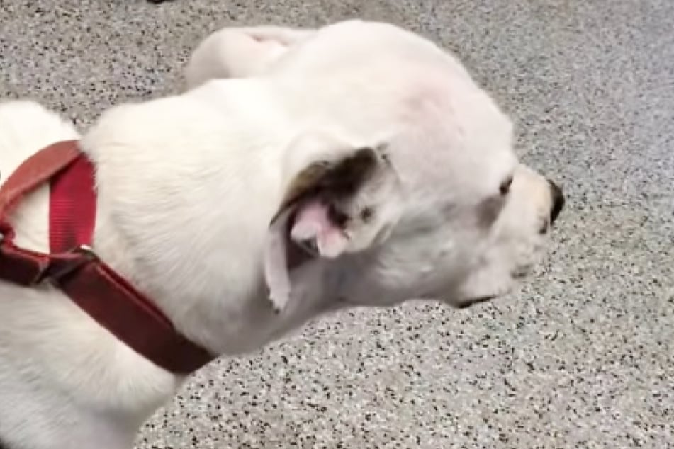 Diesel the dog had to watch his owners leave the shelter where they had first adopted him about two years ago.