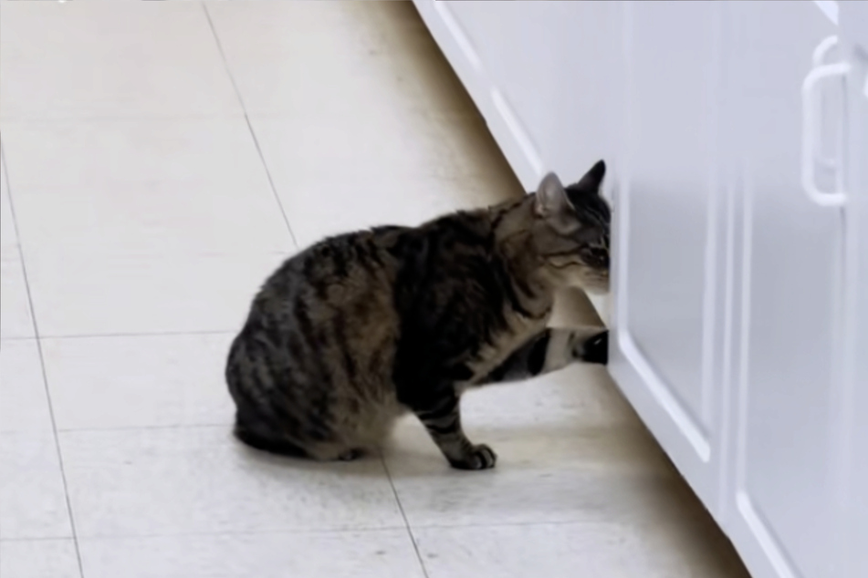 The temperamental cat will now have to come up with a new hiding place...