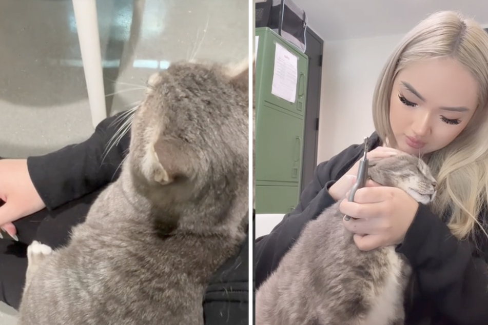 This member of the shelter staff can't understand why JD the sweet cat was handed in again.
